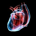 334668347-arteria-coronaria-aorta-circulacion-sistema-vascular