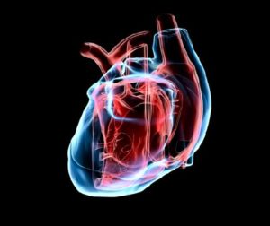 334668347-arteria-coronaria-aorta-circulacion-sistema-vascular