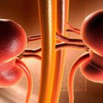 kidney-960x480