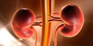 kidney-960x480