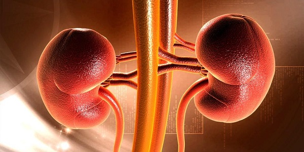 kidney-960x480