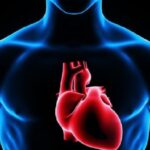 corazon-humano-3d-500x281