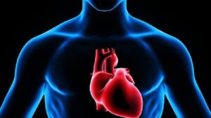 corazon-humano-3d-500x281