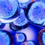 que-son-las-celulas-madre-bbmundo-2022