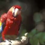 001_Guacamayas-1536x1020