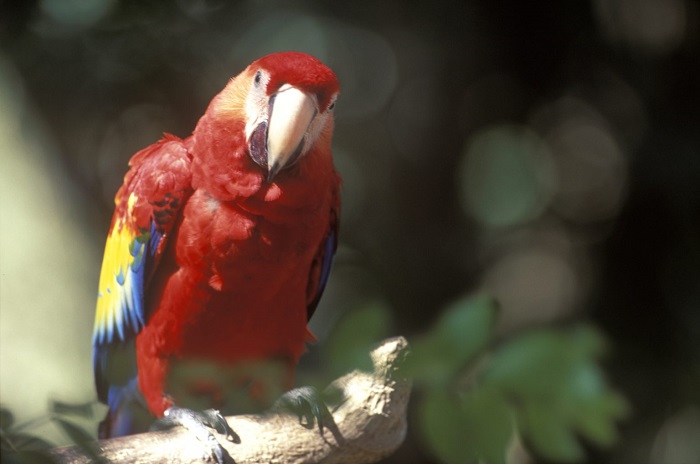 001_Guacamayas-1536x1020