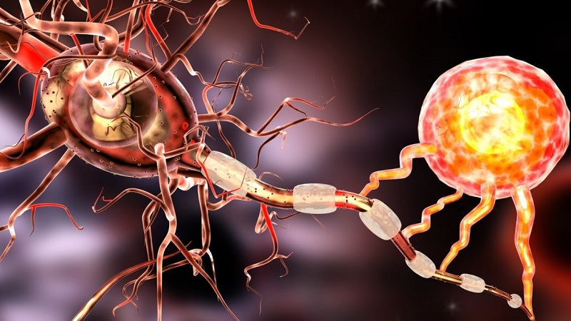 3D-illustration-of-nerve-cells-via-Shutterstock.com_-1168x657-1168x657