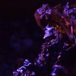 CARA-CATRINA-2048x1367