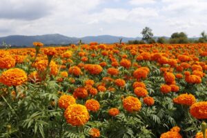 Imagen de WhatsApp 2022-10-27 a las 13.59.33