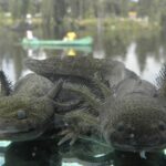 animales-ajolote-Ambystoma-mexicanum
