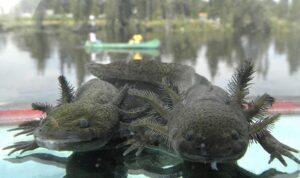 animales-ajolote-Ambystoma-mexicanum