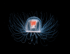 medusa-1