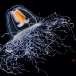 medusa-inmortal-cuando-envejece-vuelve-adolescencia-comenzar-otra-vez-ciclo-vida-2224629