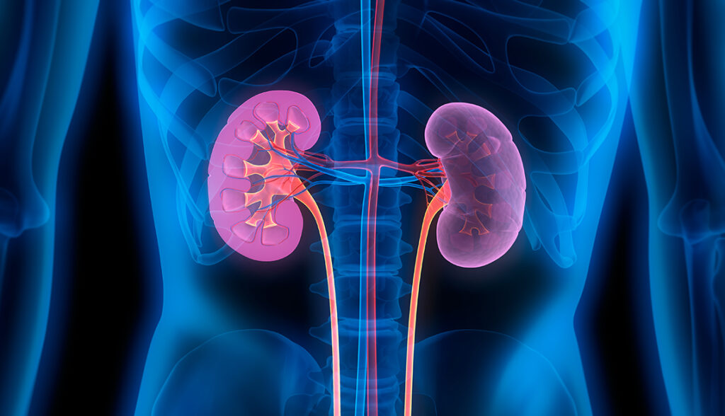 Human Kidneys - Medical Illustration