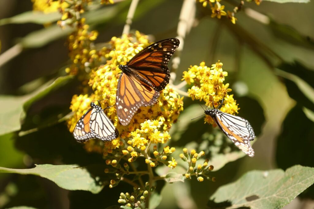 Imagen de WhatsApp 2023-02-05 a las 11.28.54