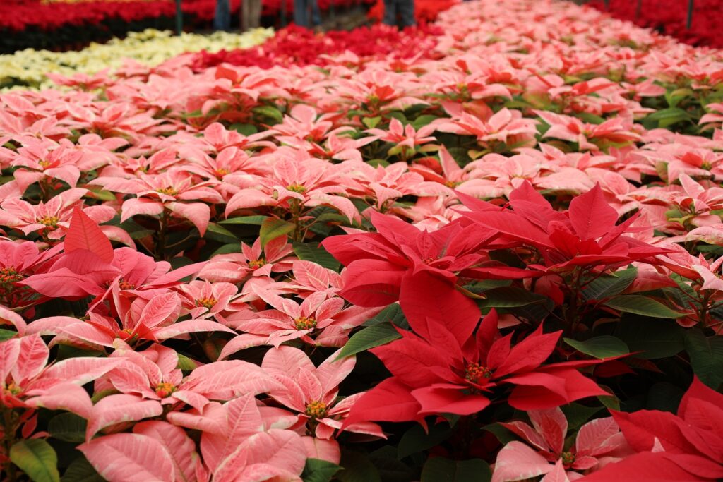 Imagen de WhatsApp 2023-12-06 a las 10.09.17_5148fd7b