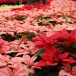 Imagen de WhatsApp 2023-12-06 a las 10.09.17_5148fd7b