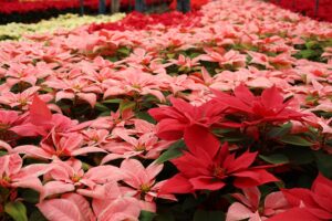 Imagen de WhatsApp 2023-12-06 a las 10.09.17_5148fd7b