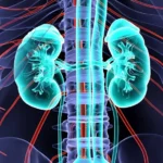 Kidneys-shutterstock_1796064469_16x9-1024x576