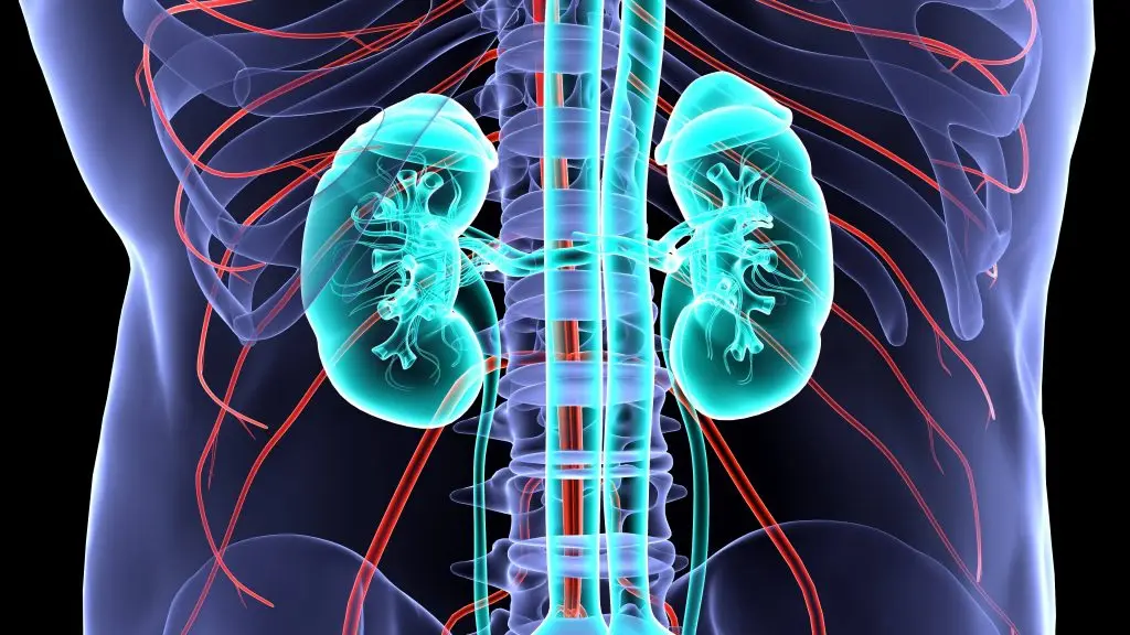 Kidneys-shutterstock_1796064469_16x9-1024x576