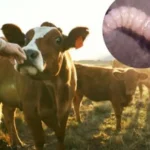 anotacion-2025-05-12-091742-57a6902d-focus-0-0-1044-675