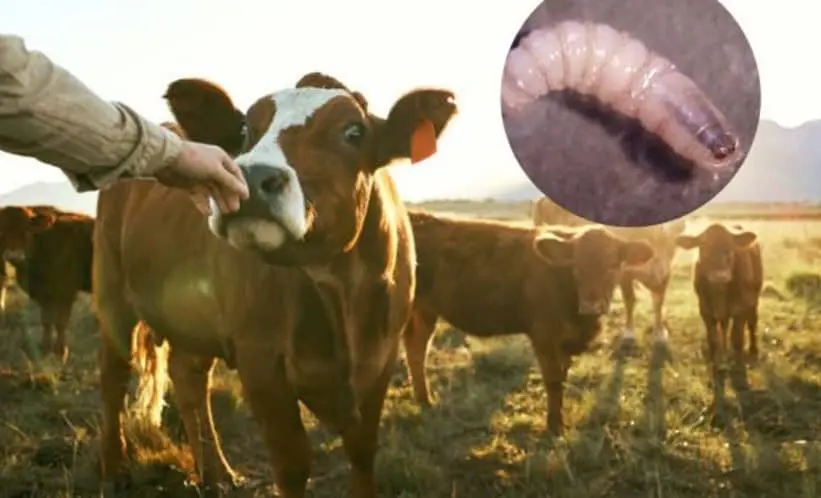 anotacion-2025-05-12-091742-57a6902d-focus-0-0-1044-675