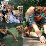 therian-soc-kkr-U20782285581K8D-1200x840@El Correo