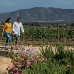 valle-de-guadalupe-baja-california-vinedos-el-cielo-resort